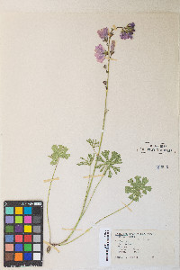 Sidalcea malviflora image