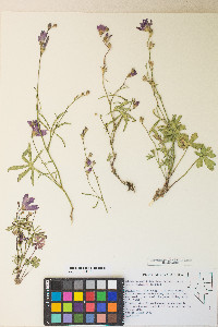 Sidalcea multifida image