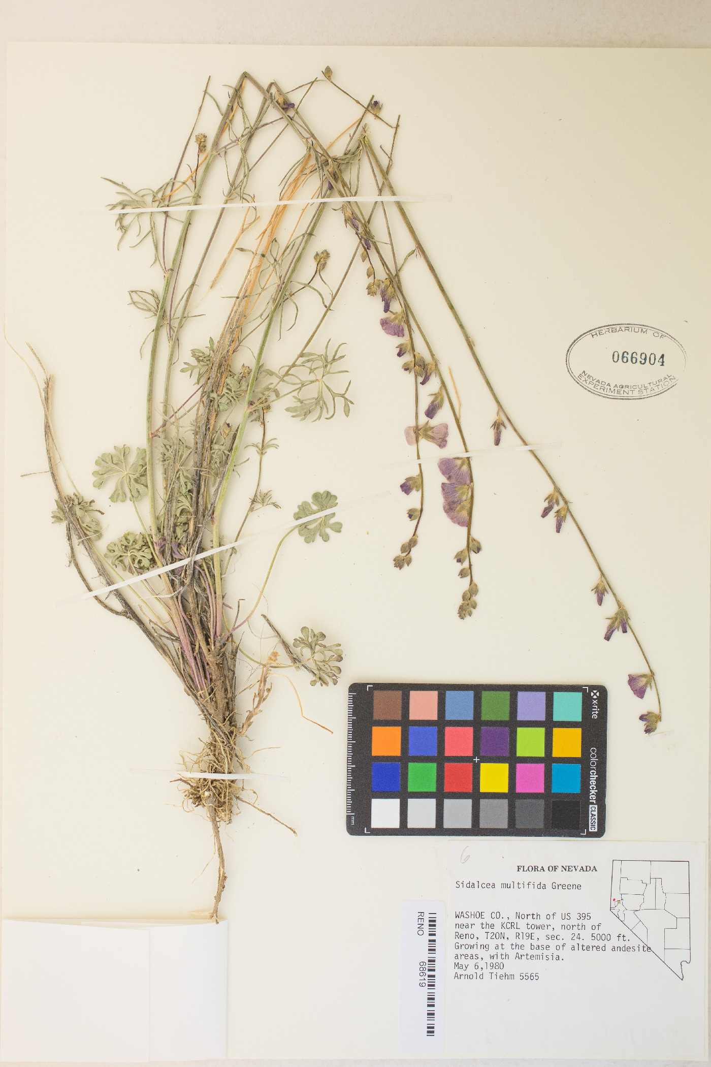 Sidalcea multifida image