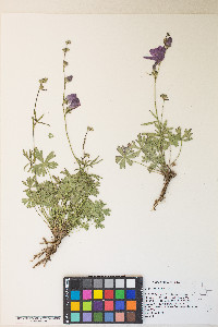 Sidalcea multifida image