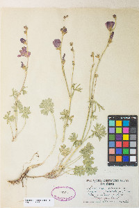 Sidalcea multifida image