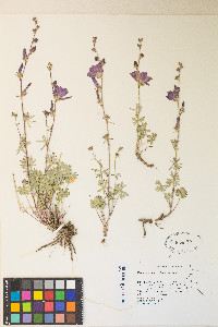 Sidalcea multifida image