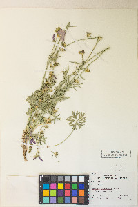 Sidalcea multifida image