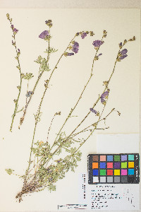 Sidalcea multifida image