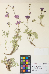 Sidalcea multifida image