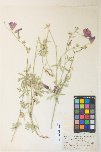 Sidalcea multifida image