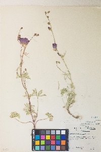 Sidalcea multifida image