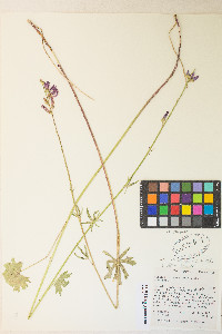 Sidalcea oregana image