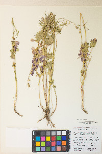 Sidalcea oregana var. oregana image