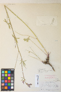 Sidalcea oregana var. oregana image