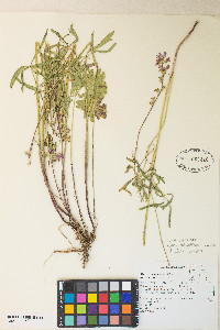 Sidalcea oregana image