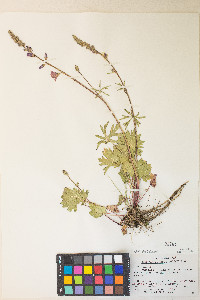 Sidalcea oregana var. oregana image