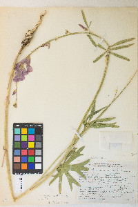 Sidalcea oregana var. oregana image