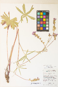 Sidalcea oregana var. oregana image