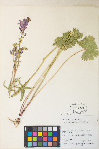 Sidalcea oregana image