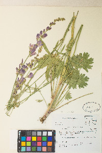 Sidalcea oregana image