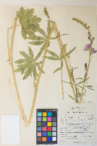 Sidalcea oregana var. oregana image