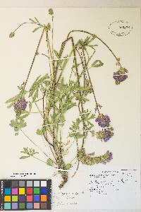 Sidalcea oregana var. spicata image