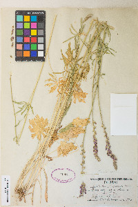 Sidalcea oregana var. spicata image