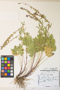 Sidalcea oregana var. spicata image