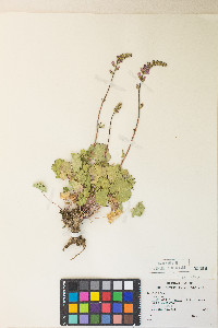 Sidalcea oregana var. spicata image