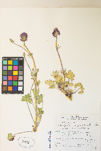 Sidalcea oregana var. spicata image