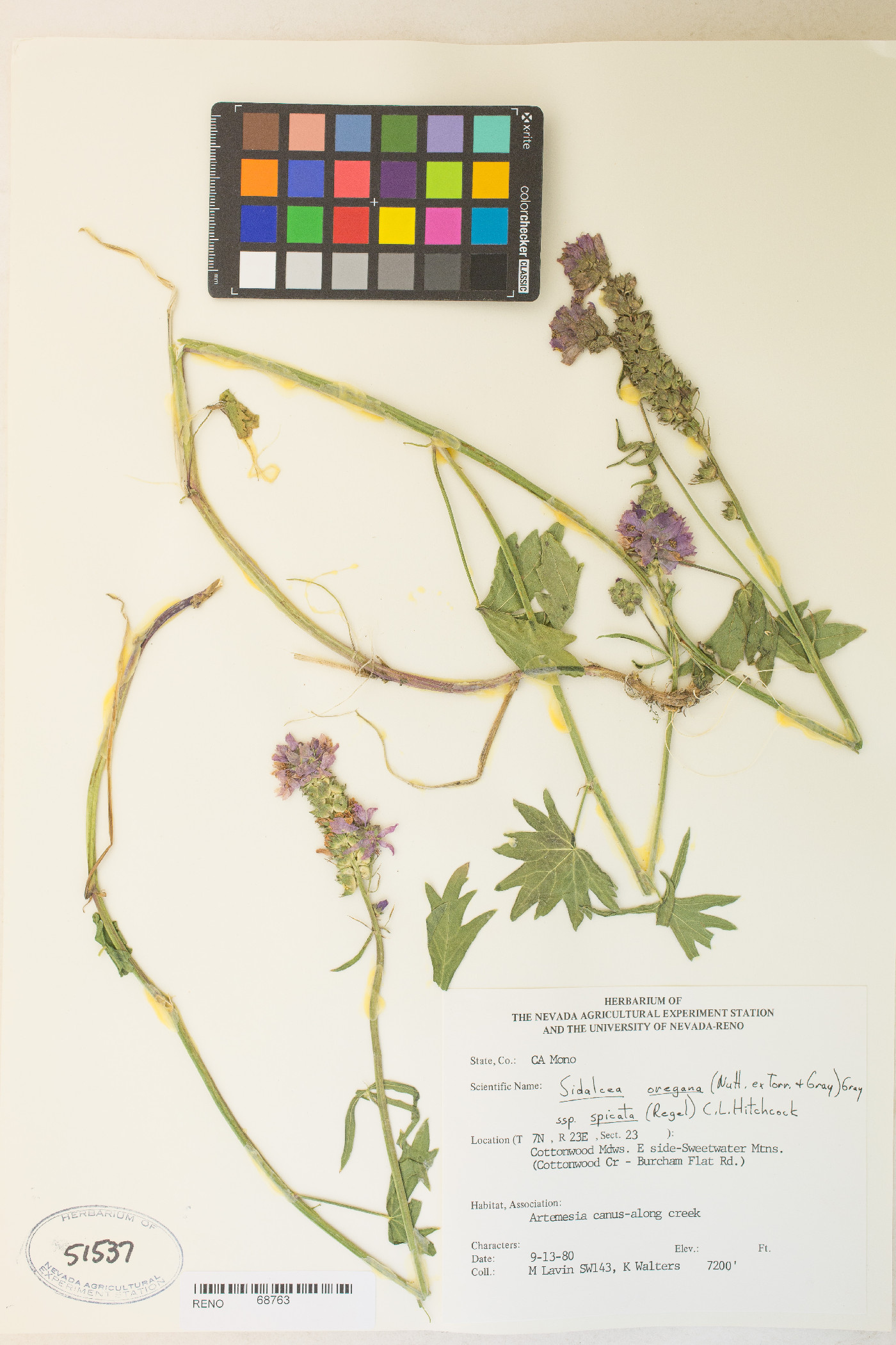 Sidalcea oregana var. spicata image