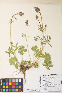 Sidalcea oregana image