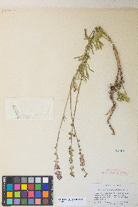 Sidalcea oregana var. spicata image