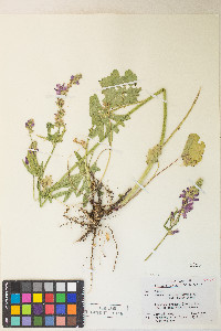 Sidalcea oregana var. spicata image