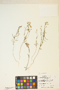 Eremothera refracta image