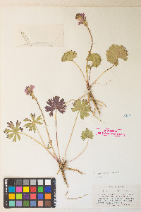 Sidalcea oregana var. spicata image