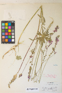 Sidalcea oregana var. spicata image