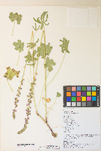 Sidalcea oregana var. spicata image