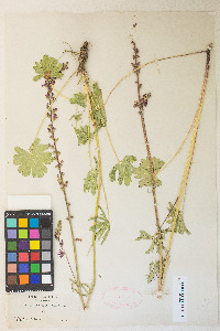 Sidalcea oregana var. spicata image