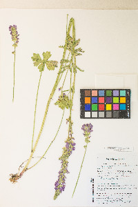 Sidalcea oregana var. spicata image