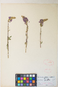 Sidalcea oregana var. spicata image