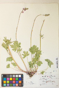 Sidalcea oregana var. spicata image