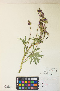 Sidalcea oregana image