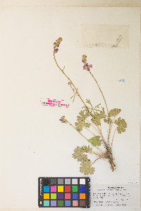 Sidalcea oregana var. spicata image