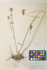 Sidalcea oregana var. spicata image