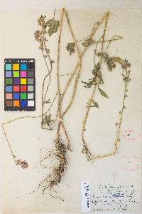 Sidalcea oregana var. spicata image