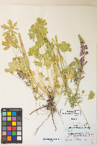 Sidalcea oregana var. spicata image