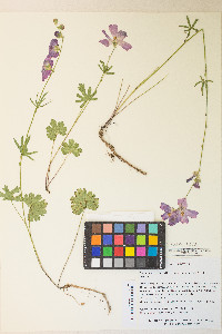 Sidalcea sparsifolia image