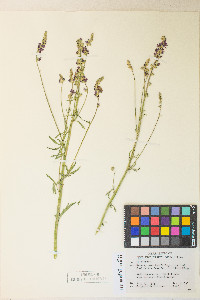 Sidalcea oregana var. spicata image