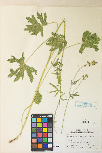 Sidalcea oregana var. spicata image