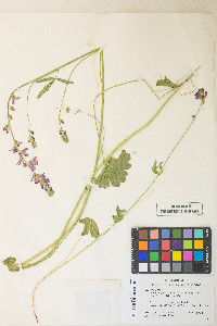 Sidalcea oregana var. spicata image