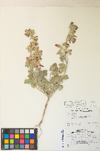 Sphaeralcea ambigua var. ambigua image