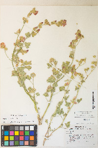 Sphaeralcea ambigua var. ambigua image