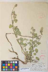 Sphaeralcea ambigua image